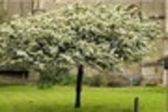 Queen to receive cutting from the Holy Thorn